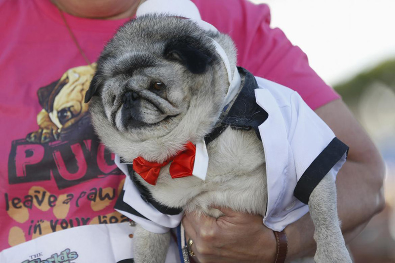 Concours du chien le plus laid du monde en 2014