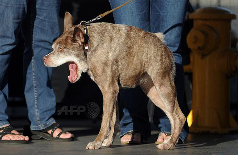 Gagnant du concours du chien le plus laid du monde 2015 Winner World’s Ugliest Dog 2015
