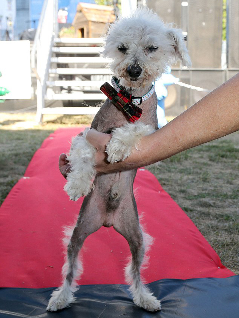 Gagnant 2015 concours du chien le plus laid du monde Winner 2015 World’s Ugliest Dog