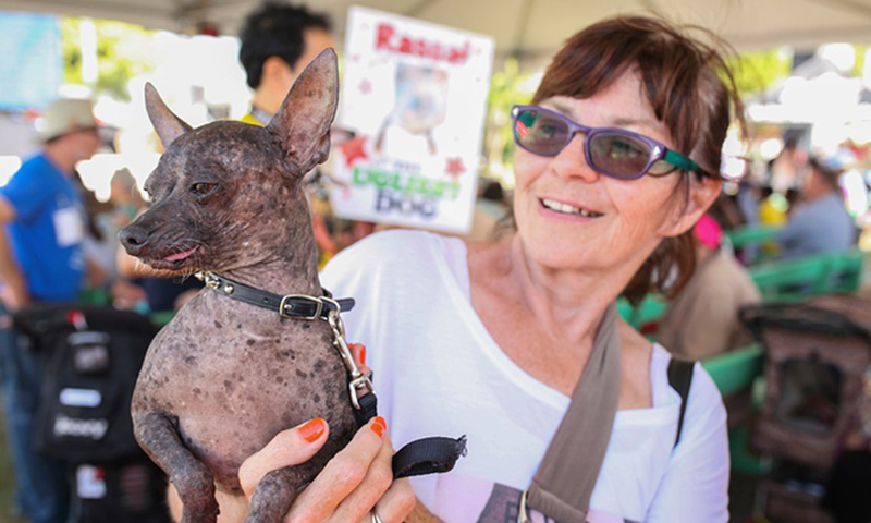 Gagnant 2015 concours du chien le plus laid du monde Winner 2015 World’s Ugliest Dog