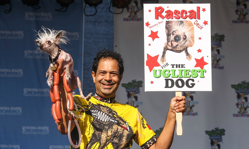 Gagnant 2015 concours du chien le plus laid du monde Winner 2015 World’s Ugliest Dog