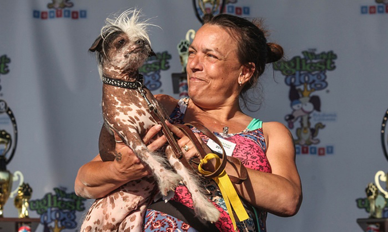 Gagnant 2015 concours du chien le plus laid du monde Winner 2015 World’s Ugliest Dog