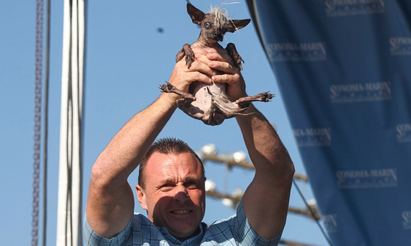 Gagnant 2015 concours du chien le plus laid du monde Winner 2015 World’s Ugliest Dog