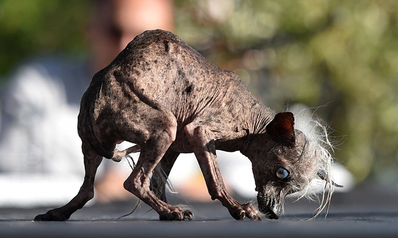 Gagnant 2015 concours du chien le plus laid du monde Winner 2015 World’s Ugliest Dog