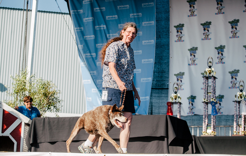 Gagnant 2015 concours du chien le plus laid du monde Winner 2015 World’s Ugliest Dog