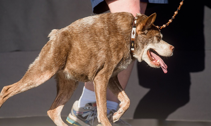 Gagnant 2015 concours du chien le plus laid du monde Winner 2015 World’s Ugliest Dog