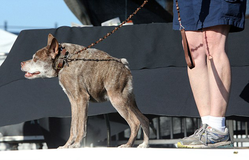 Gagnant 2015 concours du chien le plus laid du monde Winner 2015 World’s Ugliest Dog