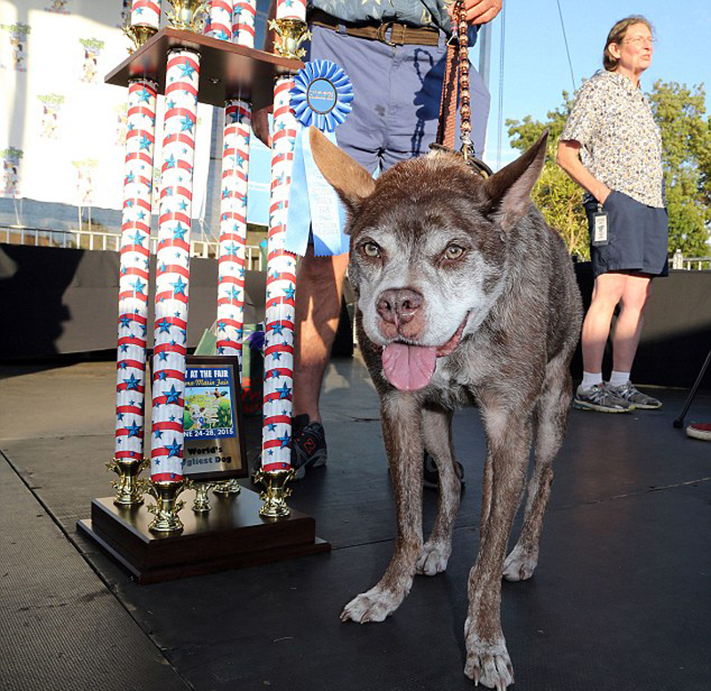 Gagnant 2015 concours du chien le plus laid du monde Winner 2015 World’s Ugliest Dog