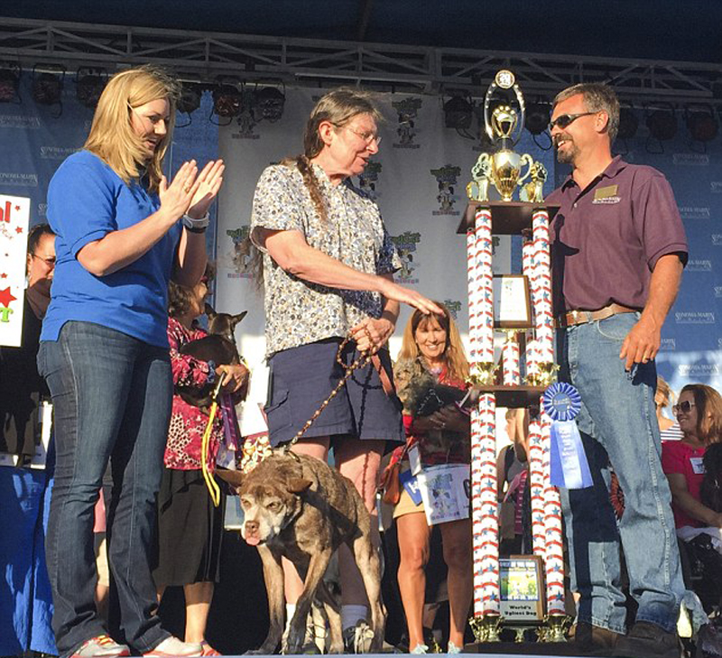 Gagnant 2015 concours du chien le plus laid du monde Winner 2015 World’s Ugliest Dog