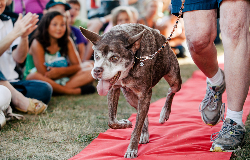 Gagnant 2015 concours du chien le plus laid du monde Winner 2015 World’s Ugliest Dog