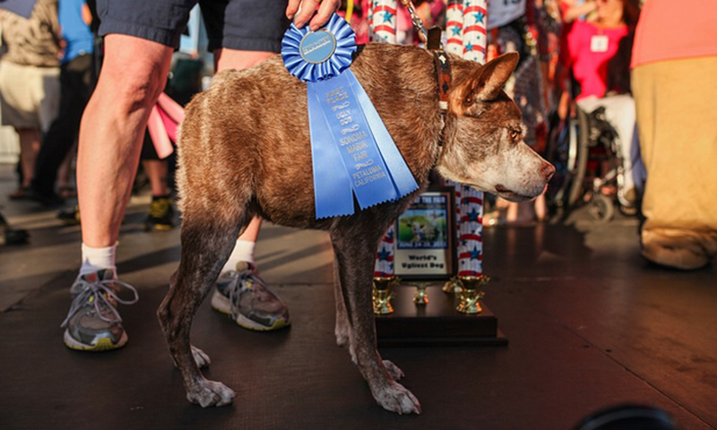 Gagnant 2015 concours du chien le plus laid du monde Winner 2015 World’s Ugliest Dog