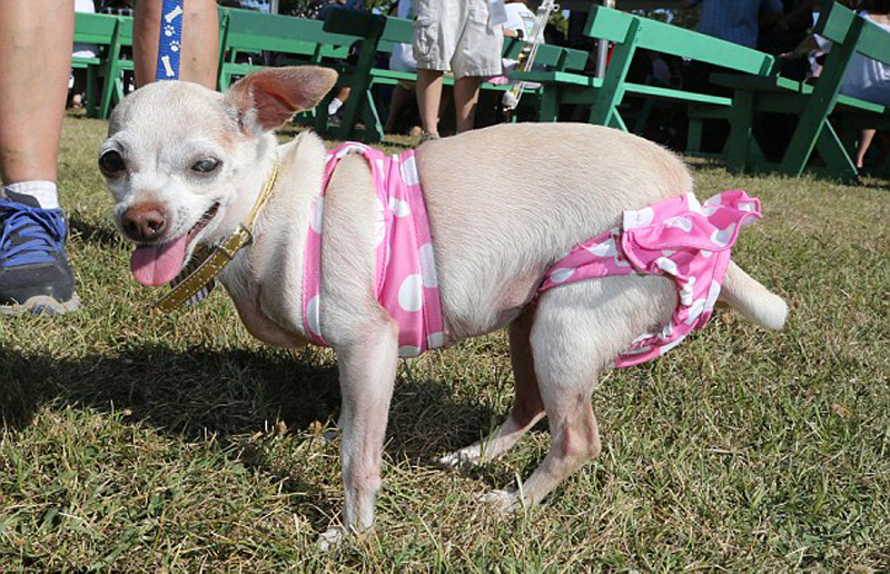 Gagnant 2015 concours du chien le plus laid du monde Winner 2015 World’s Ugliest Dog