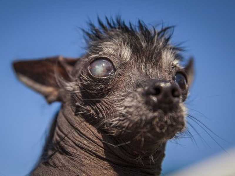 Gagnant du concours du chien le plus laid du monde 2016 Winner World’s Ugliest Dog 2016