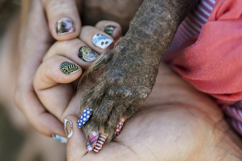 Concours du chien le plus laid du monde Winner 2016 World’s Ugliest Dog 