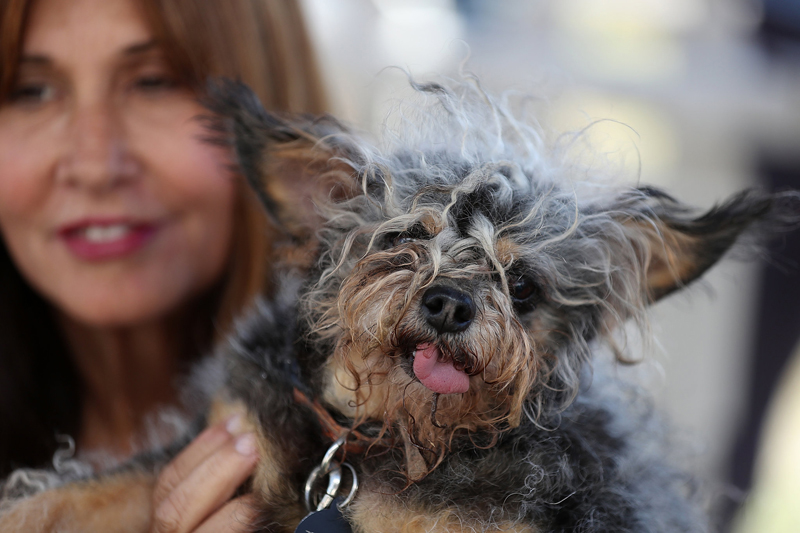 Concours du chien le plus laid du monde Winner 2016 World’s Ugliest Dog 