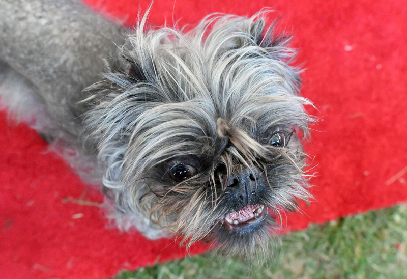 Concours du chien le plus laid du monde Winner 2016 World’s Ugliest Dog 