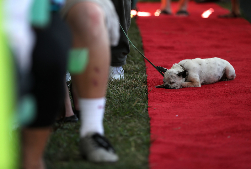 Concours du chien le plus laid du monde Winner 2016 World’s Ugliest Dog 