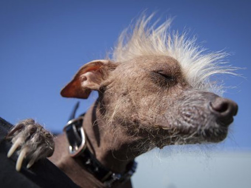 Concours du chien le plus laid du monde Winner 2016 World’s Ugliest Dog 