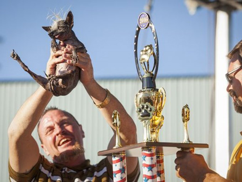 Concours du chien le plus laid du monde Winner 2016 World’s Ugliest Dog 