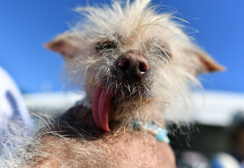 Concours du chien le plus laid du monde Winner 2016 World’s Ugliest Dog 