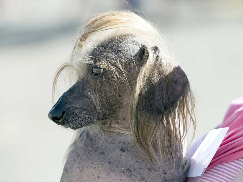 Concours du chien le plus laid du monde Winner 2016 World’s Ugliest Dog 