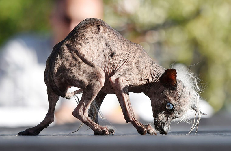 Concours du chien le plus laid du monde Winner 2016 World’s Ugliest Dog 