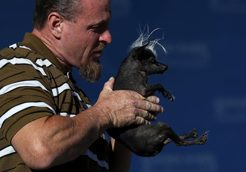 Concours du chien le plus laid du monde Winner 2016 World’s Ugliest Dog 