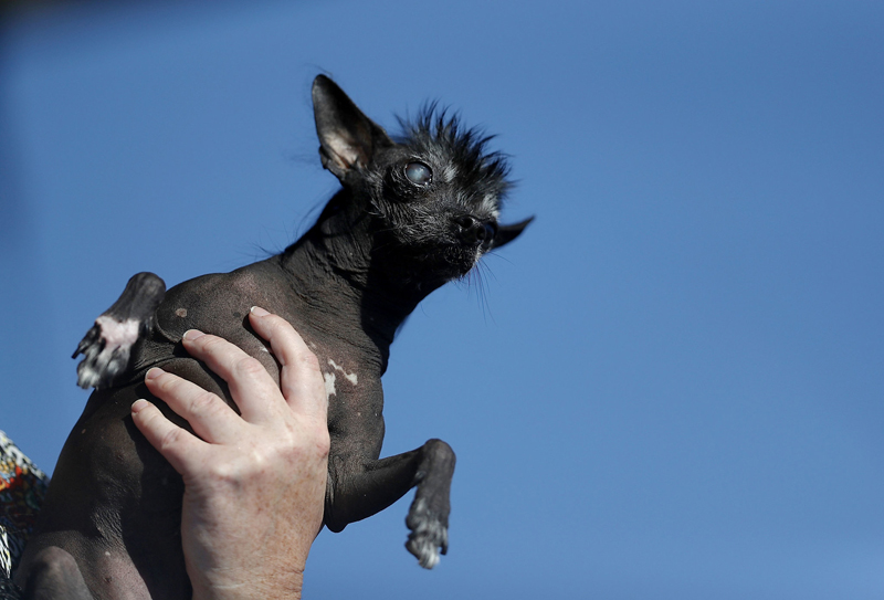 Concours du chien le plus laid du monde Winner 2016 World’s Ugliest Dog 