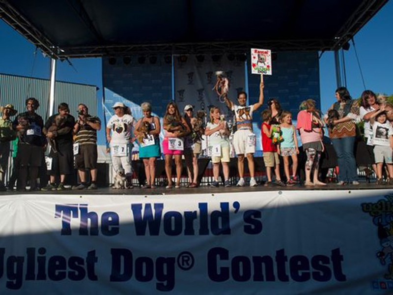 Concours du chien le plus laid du monde Winner 2016 World’s Ugliest Dog 