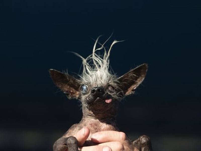 Concours du chien le plus laid du monde Winner 2016 World’s Ugliest Dog 