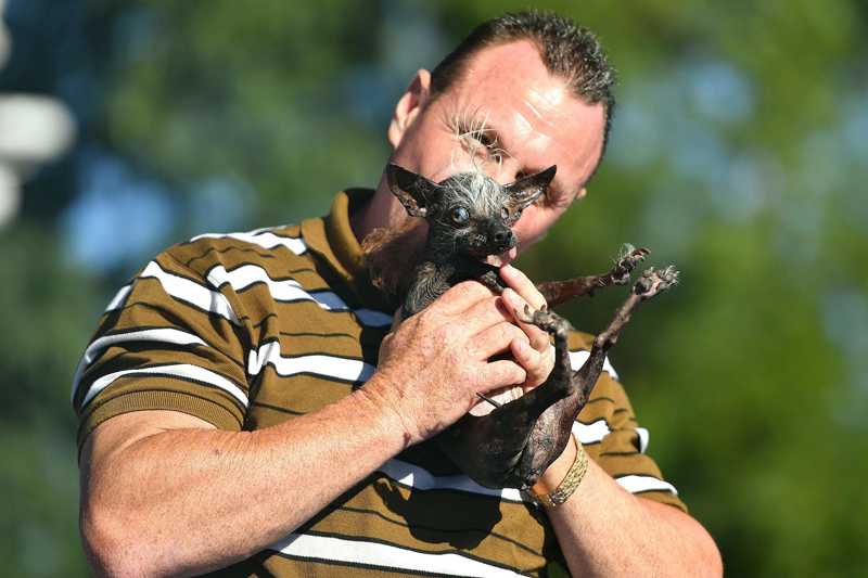 Concours du chien le plus laid du monde Winner 2016 World’s Ugliest Dog 