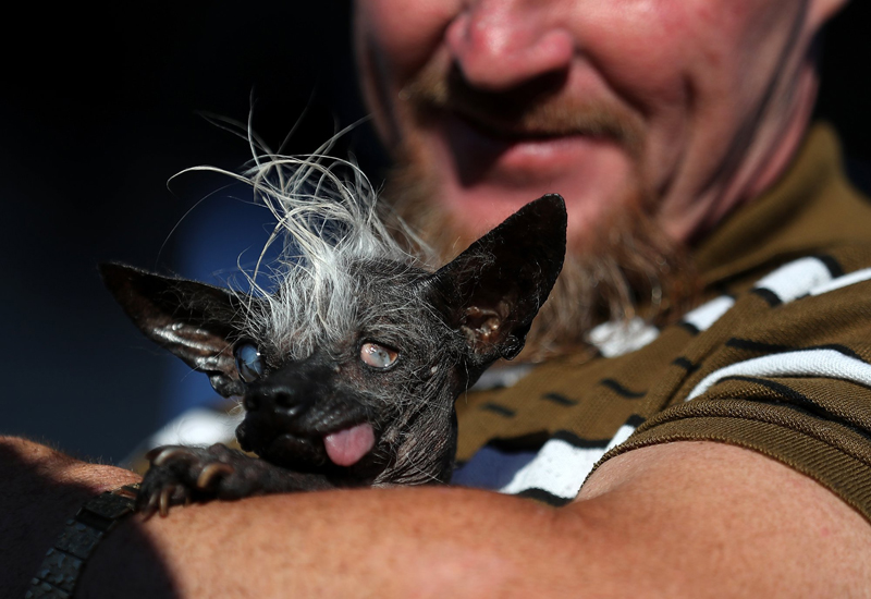 Concours du chien le plus laid du monde Winner 2016 World’s Ugliest Dog 