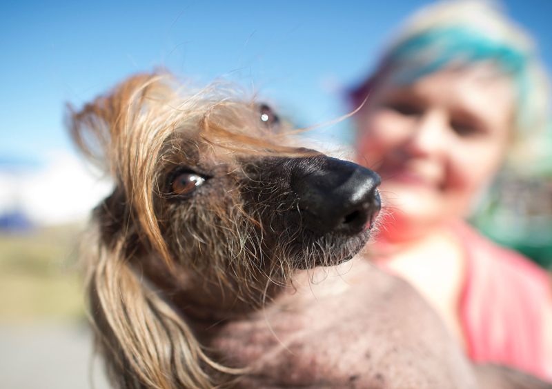 Concours du chien le plus laid du monde Winner 2016 World’s Ugliest Dog 