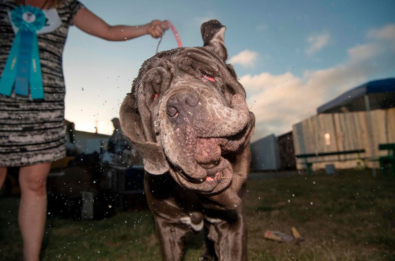 Gagnant du concours du chien le plus laid du monde 2017 Winner World’s Ugliest Dog 2017