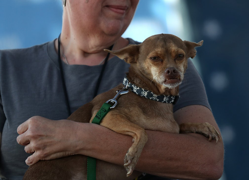 Concours du chien le plus laid du monde Winner 2017 World’s Ugliest Dog