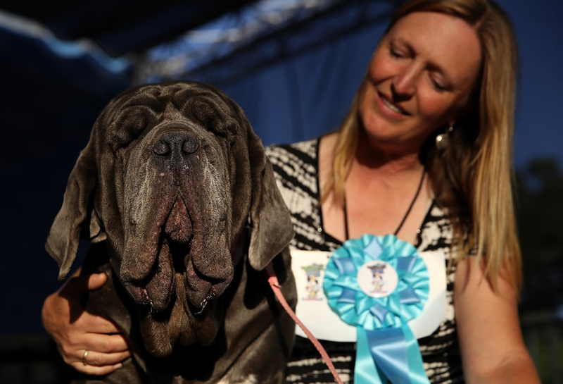 Concours du chien le plus laid du monde Winner 2017 World’s Ugliest Dog