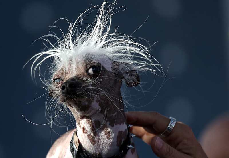 Concours du chien le plus laid du monde Winner 2017 World’s Ugliest Dog