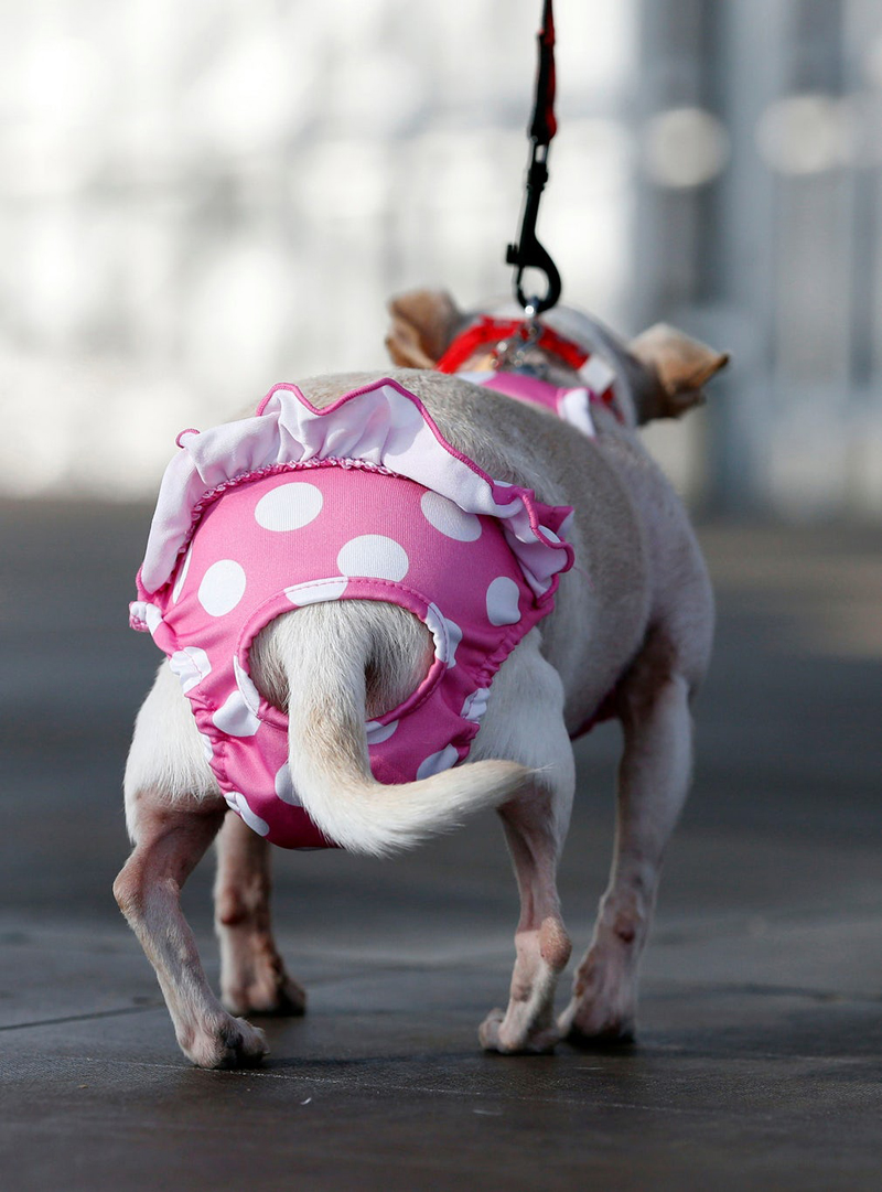 Concours du chien le plus laid du monde Winner 2017 World’s Ugliest Dog