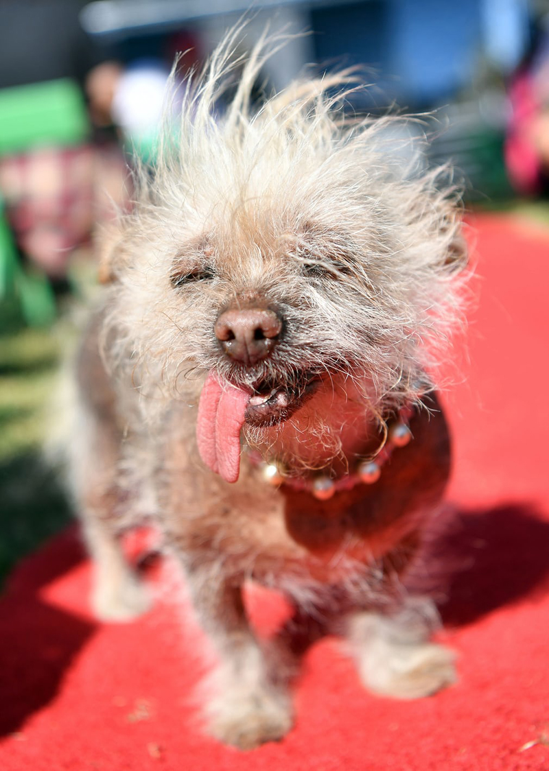 Concours du chien le plus laid du monde Winner 2017 World’s Ugliest Dog