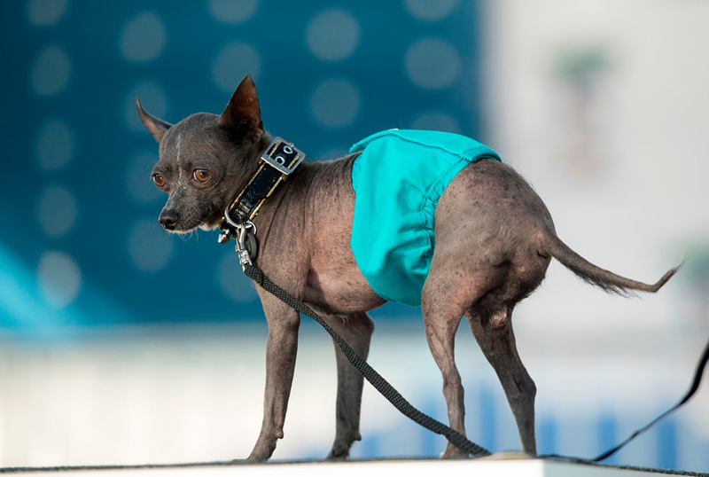 Concours du chien le plus laid du monde Winner 2017 World’s Ugliest Dog