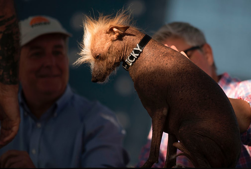 Concours du chien le plus laid du monde Winner 2017 World’s Ugliest Dog