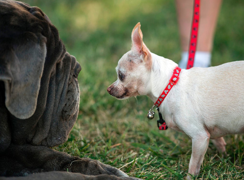 Concours du chien le plus laid du monde Winner 2017 World’s Ugliest Dog