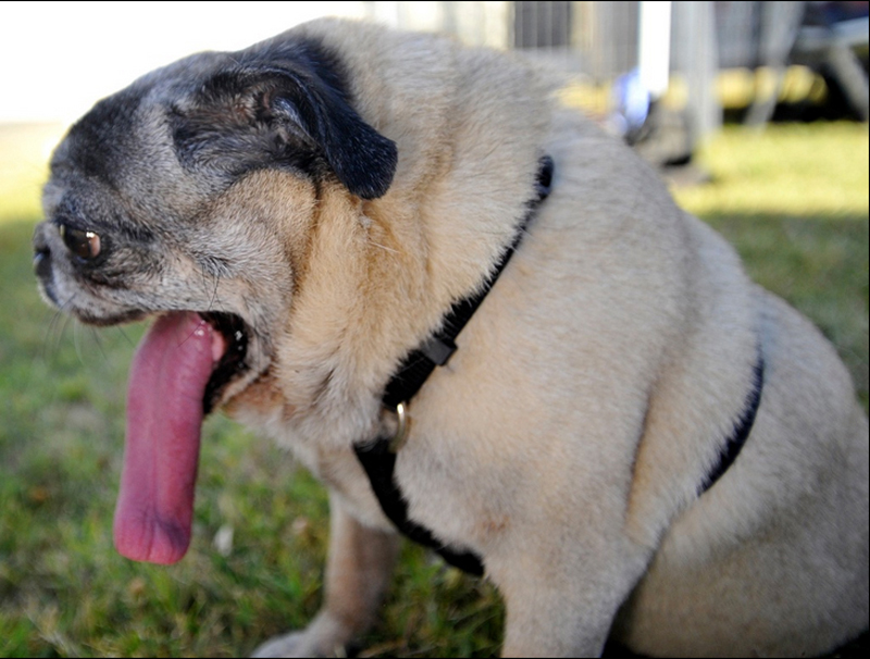 Concours du chien le plus laid du monde Winner 2017 World’s Ugliest Dog