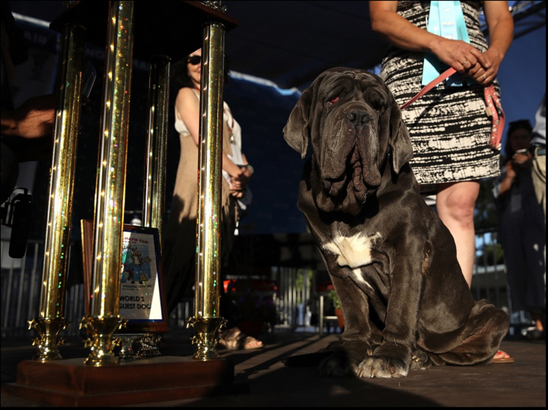 Concours du chien le plus laid du monde Winner 2017 World’s Ugliest Dog