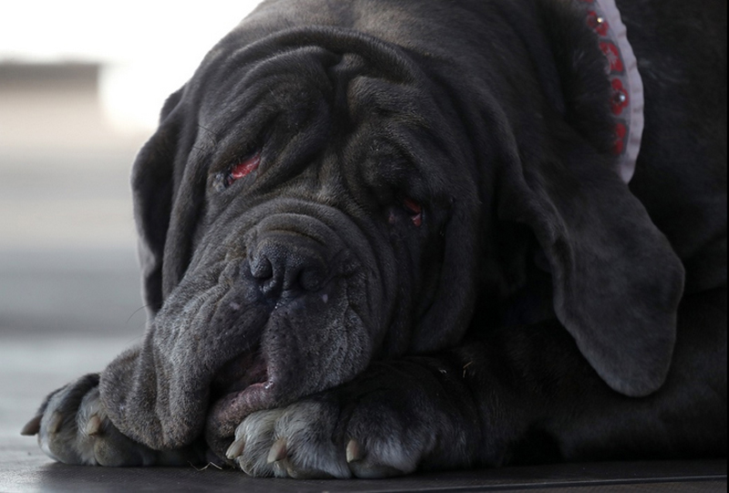 Concours du chien le plus laid du monde Winner 2017 World’s Ugliest Dog