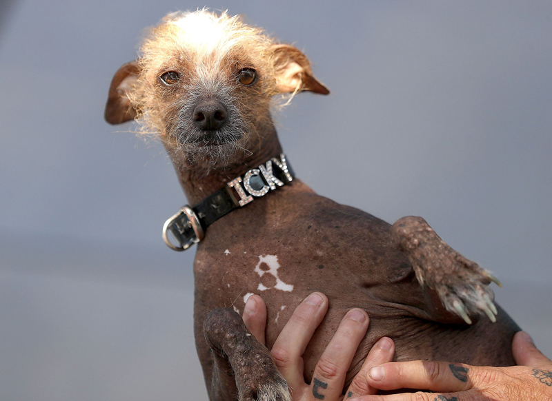 Concours du chien le plus laid du monde Winner 2017 World’s Ugliest Dog