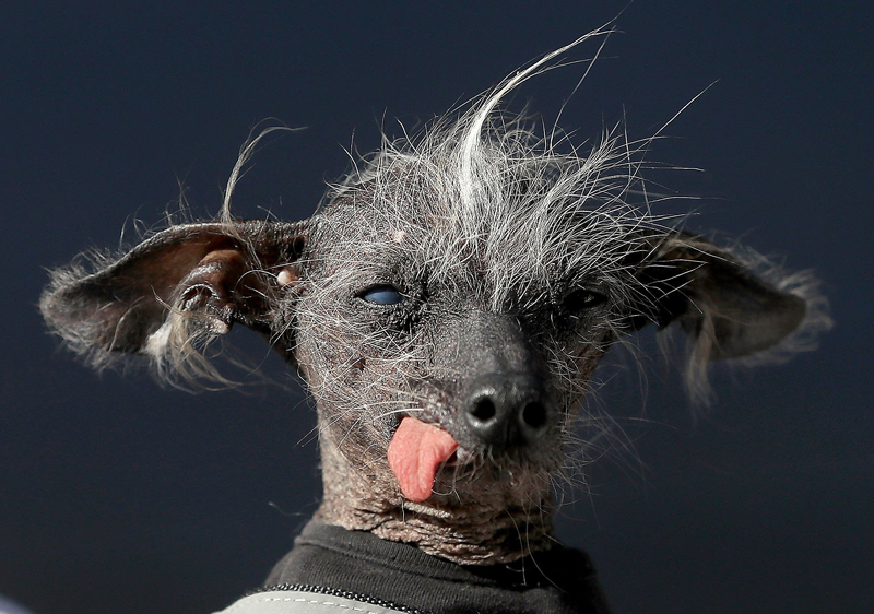 Concours du chien le plus laid du monde Winner 2017 World’s Ugliest Dog