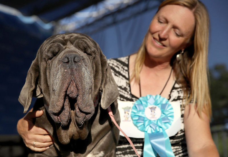 Concours du chien le plus laid du monde Winner 2017 World’s Ugliest Dog