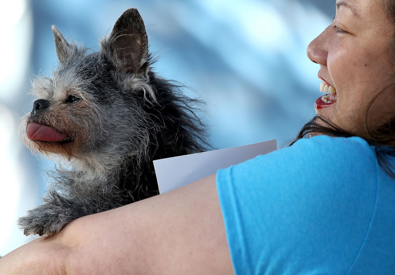 Concours du chien le plus laid du monde Winner 2017 World’s Ugliest Dog