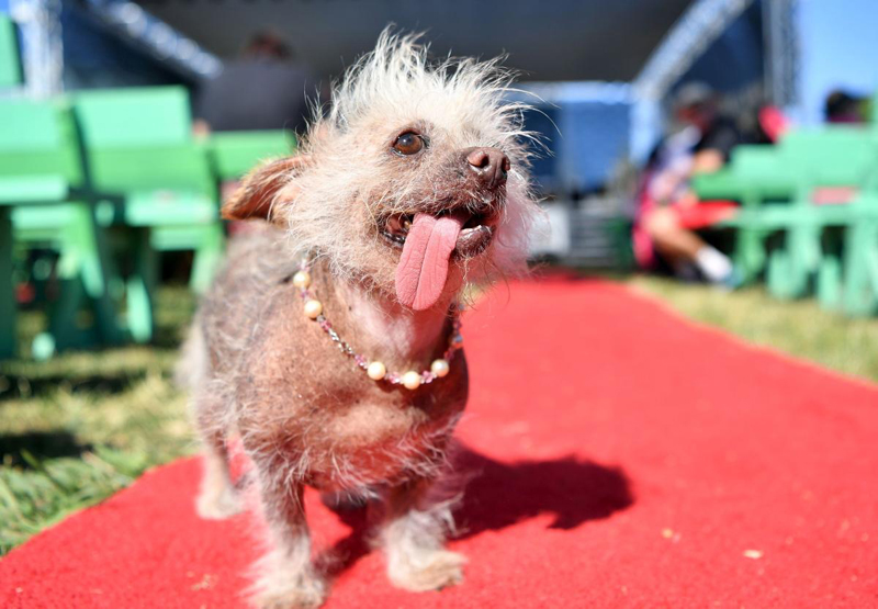 Concours du chien le plus laid du monde Winner 2017 World’s Ugliest Dog